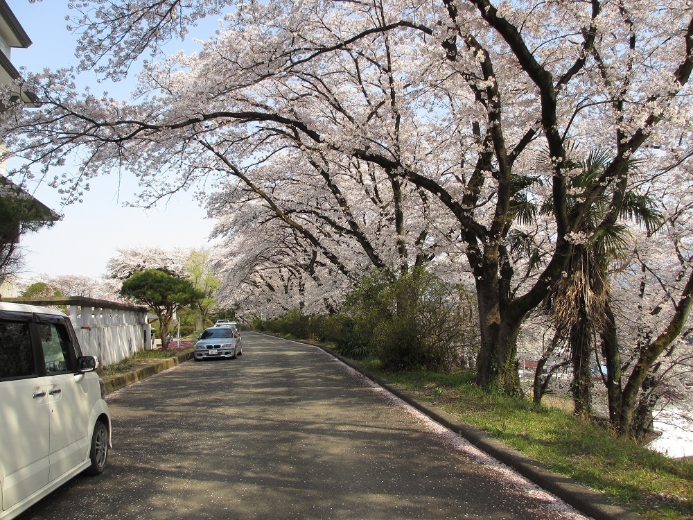 お花見　桜 (201).JPG